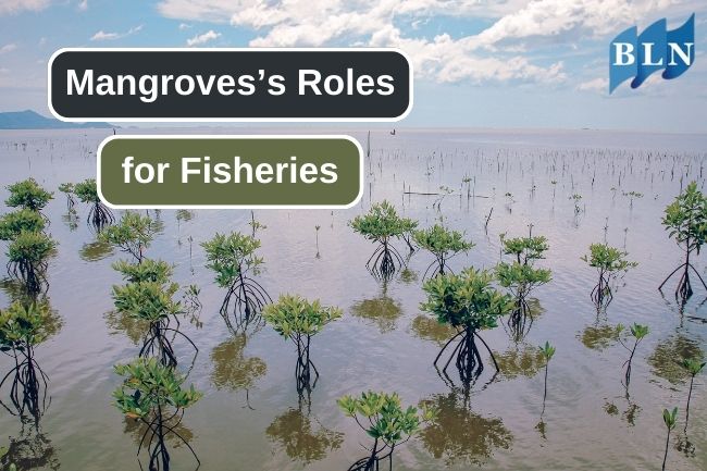 The Vital Role of Mangrove in the Fishing Industry